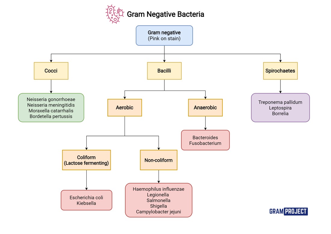 Classification Of Bacteria Flow Chart